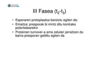 III Fasea (t2-t3)
• Esporaren protoplastoa bereiztu egiten da:
• Emaitza: presporak bi mintz ditu kontrako
  polaritatearekin
• Proteinen turnover-a ama zelulan jarraitzen du
  baina presporan gelditu egiten da
 