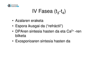 IV Fasea (t3-t4)
• Azalaren eraketa
• Espora ikusgai da (“refráctil”)
• DPAren sintesia hasten da eta Ca2+ -ren
  bilketa
• Exosporioaren sintesia hasten da
 