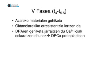V Fasea (t4-t5.5)
• Azaleko materialen gehiketa
• Oktanolarekiko erresistentzia lortzen da
• DPAren gehiketa jarraitzen du Ca2+ ioiak
  eskuratzen ditunak DPCa protoplastoan
 
