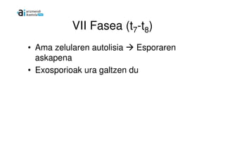 VII Fasea (t7-t8)
• Ama zelularen autolisia   Esporaren
  askapena
• Exosporioak ura galtzen du
 