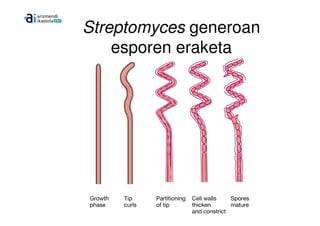 Streptomyces generoan
    esporen eraketa
 