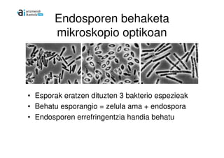Endosporen behaketa
       mikroskopio optikoan




• Esporak eratzen dituzten 3 bakterio espezieak
• Behatu esporangio = zelula ama + endospora
• Endosporen errefringentzia handia behatu
 