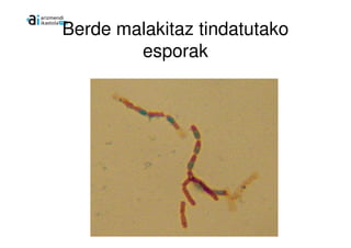 Berde malakitaz tindatutako
        esporak
 
