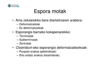 Espora motak
• Ama zelularekiko bere diametroaren arabera:
  – Deformatzaileak
  – Ez deformatzaileak
• Esporangio barneko kokapenarekiko:
  – Terminalak
  – Subterminalak
  – Zentralak
• Clostridium eko esporangio deformatzaileoikoak:
  – Poxpolo erakoa (plektridioak)
  – Eho ardatz erakoa (klostridioak)
 