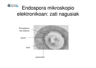 Endospora mikroskopio
elektronikoan: zati nagusiak

Protoplastoa
edo nukleoa


  pareta



       azala



               gainazalak
 