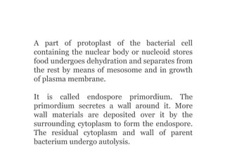 A part of protoplast of the bacterial cell
containing the nuclear body or nucleoid stores
food undergoes dehydration and separates from
the rest by means of mesosome and in growth
of plasma membrane.
It is called endospore primordium. The
primordium secretes a wall around it. More
wall materials are deposited over it by the
surrounding cytoplasm to form the endospore.
The residual cytoplasm and wall of parent
bacterium undergo autolysis.