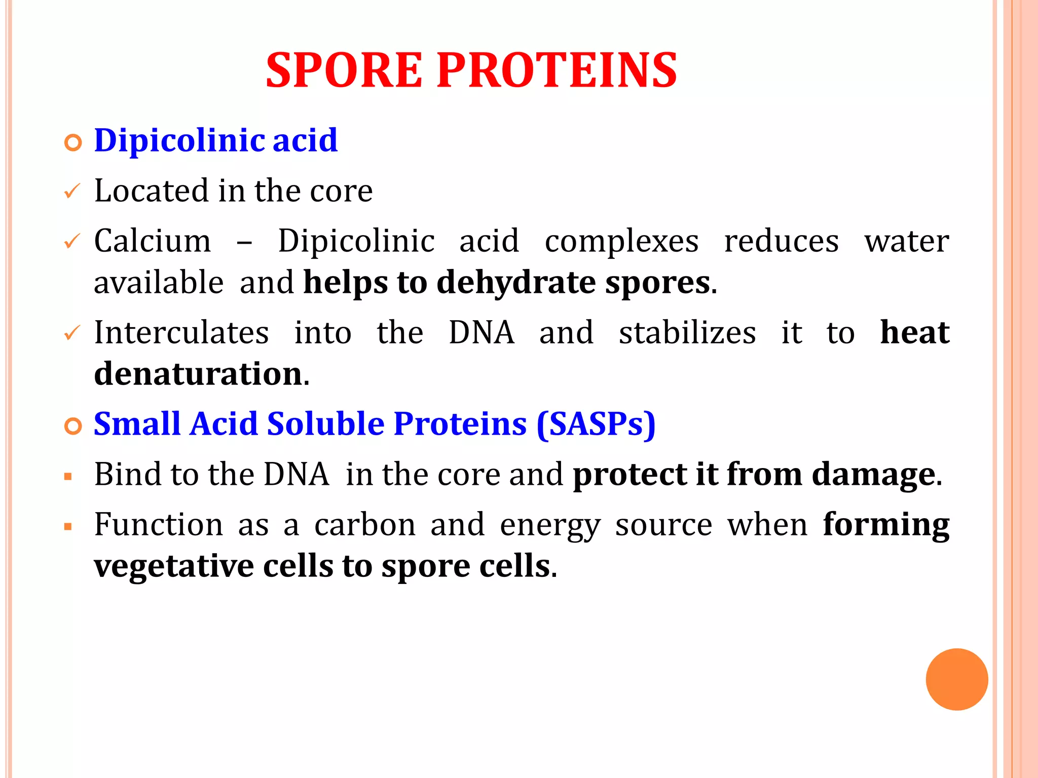SPORE PROTEINS
 Dipicolinic acid
 Located in the core
 Calcium – Dipicolinic acid complexes reduces water
available and helps to dehydrate spores.
 Interculates into the DNA and stabilizes it to heat
denaturation.
 Small Acid Soluble Proteins (SASPs)
 Bind to the DNA in the core and protect it from damage.
 Function as a carbon and energy source when forming
vegetative cells to spore cells.
 