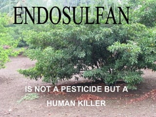 ENDOSULFAN IS NOT A PESTICIDE BUT A HUMAN KILLER 