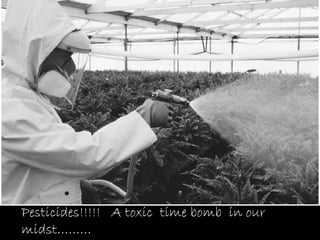Pesticides!!!!! A toxic time bomb in our
midst………
 