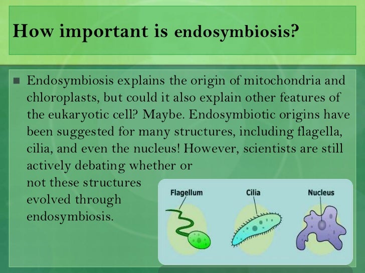 What is the endosymbiotic theory and how can it explain the origin... What is the endosymbiotic theory and how can it explain the origin...