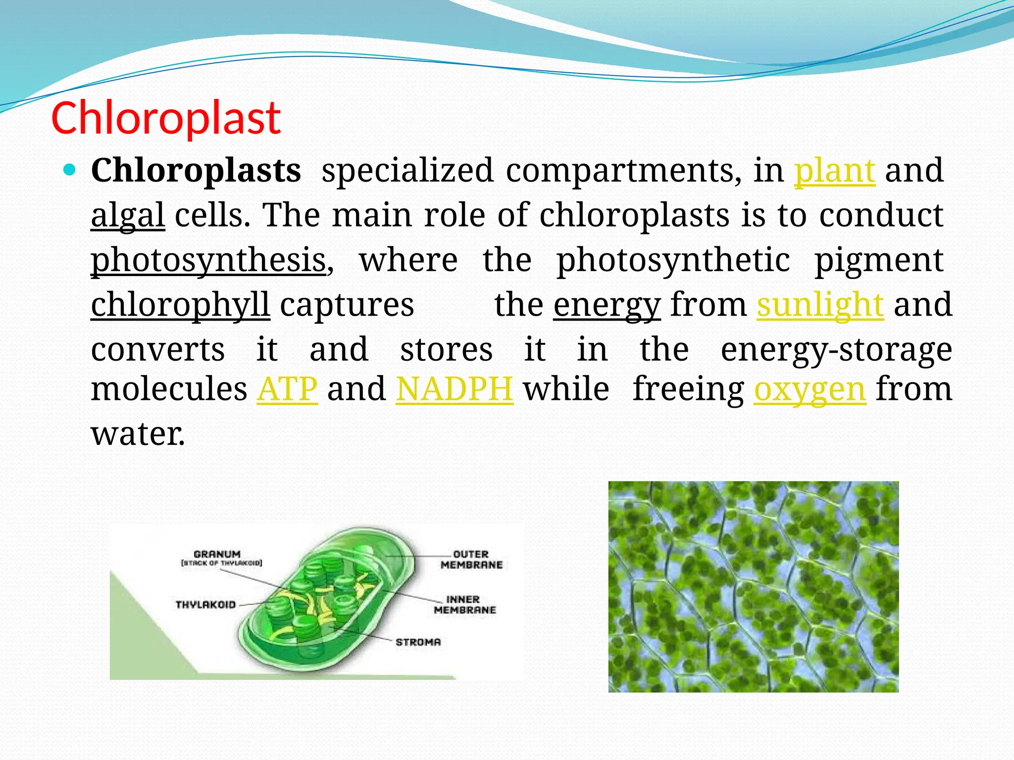 Endosymbiotic.pptx Theories of origin of chloroplast and mitochondria ...
