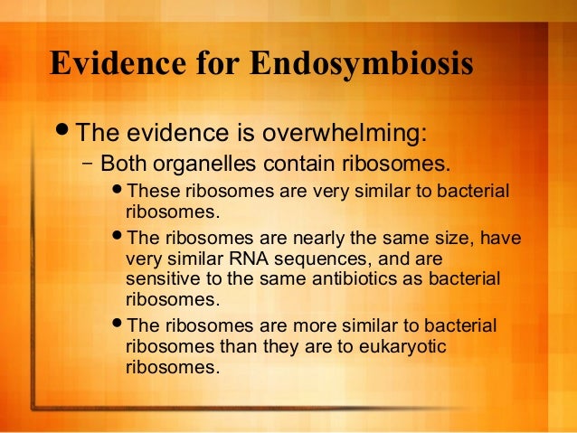 the evidence for the endosymbiotic theory The endosymbiotic theory is the accepted mechanism for how eukaryotic cells evolved from prokaryotic cells first published by lynn margulis in the late 1960s, the endosymbiont theory proposed that the main organelles of the eukaryotic cell were actually primitive prokaryotic cells that had been engulfed by a different, bigger prokaryotic cell . the evidence for the endosymbiotic theory The endosymbiotic theory is the accepted mechanism for how eukaryotic cells evolved from prokaryotic cells first published by lynn margulis in the late 1960s, the endosymbiont theory proposed that the main organelles of the eukaryotic cell were actually primitive prokaryotic cells that had been engulfed by a different, bigger prokaryotic cell .