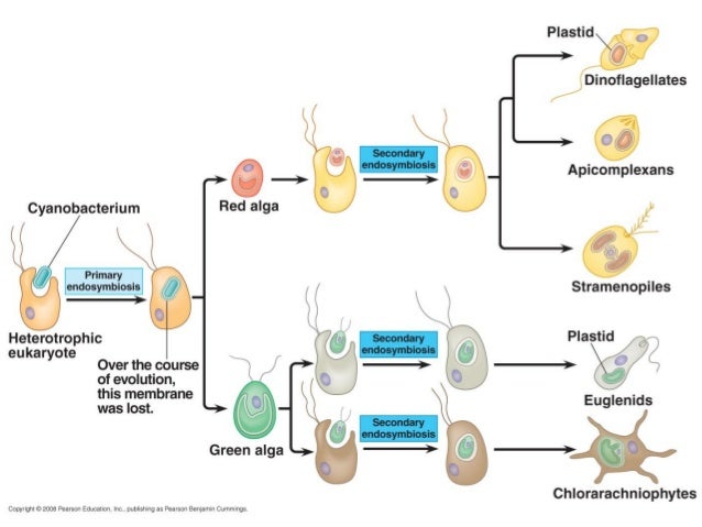 Endosymbiotic theory (1)