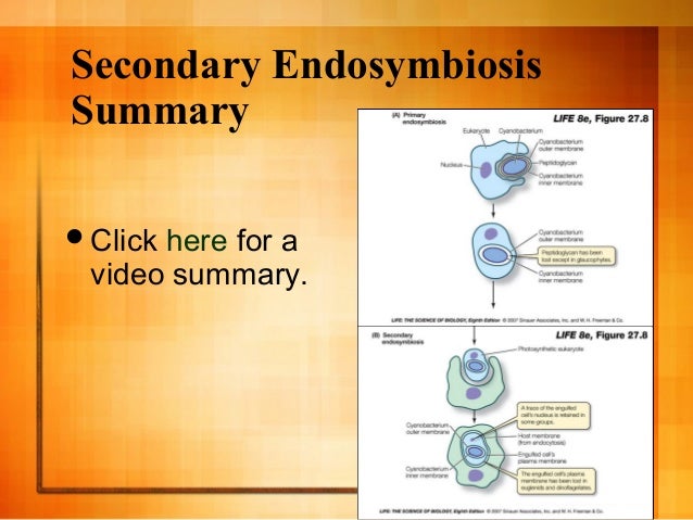 Endosymbiotic theory (1)