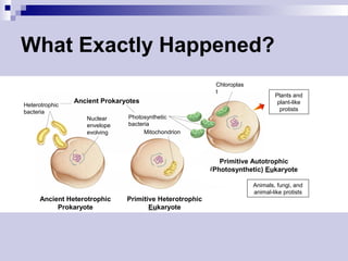 What Exactly Happened?
Heterotrophic
bacteria
Ancient Prokaryotes
Ancient Heterotrophic
Prokaryote
Primitive Heterotrophic
Eukaryote
Primitive Autotrophic
(Photosynthetic) Eukaryote
Chloroplas
t
Photosynthetic
bacteria
Nuclear
envelope
evolving Mitochondrion
Plants and
plant-like
protists
Animals, fungi, and
animal-like protists
 