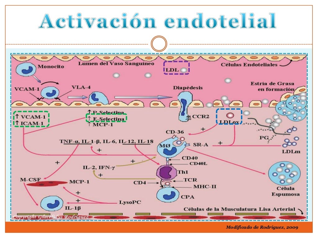 Células endoteliales circulantes y moléculas de adhesión en jóvenes c… Células endoteliales circulantes y moléculas de adhesión en jóvenes c…
