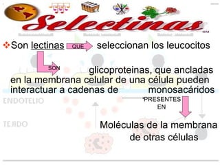 Son  lectinas   seleccionan los leucocitos glicoproteinas, que ancladas en la membrana celular de una célula pueden interactuar a cadenas de  monosacáridos PRESENTES EN Moléculas de la membrana de otras células QUE SON 