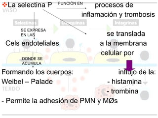 La selectina P  procesos de  inflamación y trombosis se translada Cels endoteliales  a la membrana celular por Formando los cuerpos:  influjo de la: Weibel – Palade  - histamina - trombina - Permite la adhesión de PMN y  M Øs FUNCIÓN EN  SE EXPRESA  EN LAS DONDE SE ACUMULA 