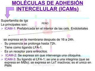 MOLÉCULAS DE ADHESIÓN INTERCELULAR (ICAMs) Superfamilia de Igs La principales son: ICAM-1:  Prefabricada en el interior de las cels. Endoteliales  se expresa en la membrana después de 16 a 24h. Su presencia se prolonga hasta 72h. Tiene como ligando LFA-1. Es un receptor para eritrocitos. ICAM-2:  Se expresa sin que intervenga una citoquina. ICAM-3:  Su ligando el LFA-1; se une a una integrina (que se expresa en  M Øs); se expresa en LsT inactivos; es el unico en PMN PERO 