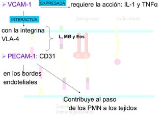 VCAM-1  requiere la acción: IL-1 y TNF α con la integrina  VLA-4  PECAM-1:  CD31 en los bordes endoteliales Contribuye al paso  de los PMN a los tejidos EXPRESADA INTERACTUA L, M Ø y Eos 