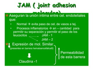 JAM ( joint adhesion molecules) Aseguran la unión intima entre cel. endoteliales que: Normal    evita paso de cel. de vasos a tej. Procesos inflamatorios    en – cantidad  para permitir su separación y permitir el paso de los leucocitos  JAM - 1 JAM – 2 Expresión de mol. Similar  ( presentes en barrera hematoencefalica9 ) Claudina -1 Permeabilidad de esta barrera 