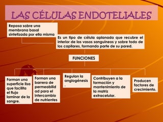 Es un tipo de célula aplanada que recubre el interior de los vasos sanguíneos y sobre todo de los capilares, formando parte de su pared. Reposa sobre una membrana basal sintetizada por ella misma  FUNCIONES Forman una superficie lisa que facilita el flujo laminar de la sangre.   Forman una barrera de permeabilidad para el intercambio de nutrientes   Regulan la angiogénesis.   Contribuyen a la formación y mantenimiento de la matriz extracelular.  Producen factores de crecimiento.  