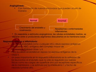 Angiogénesis:   Con formación de nuevos microvasos que pueden ocurrir de manera: Normal   Crecimiento del endotelio y cicatrización  Anormal   Neoplasmas o enfermedades inflamatorias.  En respuesta a estímulos angiogénicos, las células endoteliales madres, se separan entre sí produciendo segmentos descubiertos en la membrana basal. Respuesta inmune e inflamatoria:   La célula endotelial como cualquier otra célula expresa antígenos del sistema ABO, antígeno del complejo mayor de histocompatibilidad clase I y II.   Pero la célula endotelial en reposo no expresa antígenos de la clase II.   Un paso importante en la respuesta inflamatoria es la adhesión de los leucocitos al endotelio que no sólo es regulada por fuerzas físicas como las cargas de superficie sino por receptores específicos de la membrana, y se estimula por la interleukina 1 y factor de necrosis tumoral alfa. 