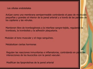 Las células endoteliales  Actúan como una membrana semipermeable controlando el paso de moléculas pequeñas y grandes al interior de la pared arterial y a través de las paredes de los capilares y las vénulas.  Mantienen libre de trombogénesis a la interfase sangre-tejido, regulando la trombosis, la trombolisis y la adhesión plaquetaria. Modulan el tono muscular y el riego sanguíneo.  Metabolizan ciertas hormonas  Regulan las reacciones inmunitarias e inflamatorias, controlando en parte las interacciones de los leucocitos con la pared vascular. Modifican las lipoproteínas de la pared arterial 