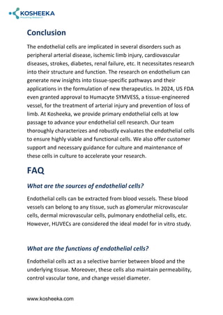 Endothelial Cells: Guardians of Vascular Health and Disease | PDF