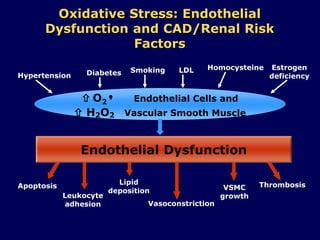  O2 Endothelial Cells and
 H2O2 Vascular Smooth Muscle
Oxidative Stress: Endothelial
Dysfunction and CAD/Renal Risk
Factors
Endothelial Dysfunction
Apoptosis
Vasoconstriction
Leukocyte
adhesion
Lipid
deposition
ThrombosisVSMC
growth
Hypertension
SmokingDiabetes LDL Homocysteine Estrogen
deficiency
 