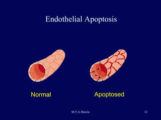 Endothelial Apoptosis Normal Apoptosed 