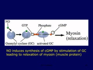 NO induces synthesis of cGMP by stimulation of GC leading to relaxation of myosin (muscle protein)                                                                                                                                              