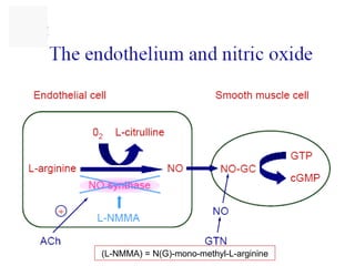 (L-NMMA) =   N(G)-mono-methyl-L-arginine 
