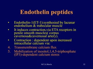 Endothelin peptides Endothelin-1(ET-1):synthesied by lacunar endothelium & trabecular muscle It induces contraction,via ETA receptors in penile smooth muscles( corpus cavernosa&cavernosal artery). Contraction : dependent upon increased intracellular calcium via: Transmembrane calcium flux Mobilization of inositol,1,4,5-triphosphate (IP3)-dependent calcium stores 