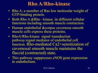 Rho A/Rho-kinase Rho A: a member of Ras low molecular weight of GTP-binding protein. Both Rho A &Rho –kinase :in different cellular functions including smooth muscle contraction. Human endothelial &corpus cavernosa smooth muscle cells express these proteins. RhoA/Rho-kinase  signal transduction pathway:signal mediator of endothelial cell function.  Rho-mediated Ca2+sensitization of cavernosal smooth muscle maintains the flaccid (contracted) state.  This pathway supppresses eNOS gene expression  in endothelium. 