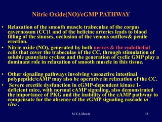 Nitric Oxide(NO)/cGMP PATHWAY Relaxation of the smooth muscle trabeculae of the corpus cavernosum (CC)1 and of the helicine arteries leads to blood filling of the sinuses, occlusion of the venous outflow& penile erection.  Nitric oxide (NO), generated by both  nerves & the endothelial  cells that cover the trabeculae of the CC, through stimulation of soluble guanylate cyclase and the generation of cyclic GMP play a dominant role in relaxation of smooth muscle in this tissue.  Other signaling pathways involving vasoactive intestinal polypeptide/cAMP may also be operative in relaxation of the CC. Severe erectile dysfunction in cGMP-dependent kinase 1-deficient mice, with normal cAMP signaling, also demonstrated the importance of PKG and the inability of the cAMP pathway to compensate for the absence of the cGMP signaling cascade  in vivo  . 