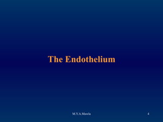 The Endothelium 