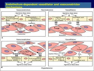 Endothelium-dependent vasodilator and vasoconstrictor mechanisms 