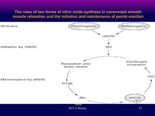 The roles of two forms of nitric oxide synthase in cavernosal smooth muscle relaxation and the initiation and maintenance of penile erection Watts Permission obtained from National Academy of Sciences © Hurt KJ  et al . (2002) Proc Natl Acad Sci USA  99: 4061–4066.  