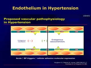 Endothelium in Hypertension 
