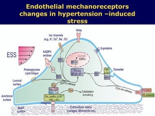 Endothelial mechanoreceptors changes in hypertension –induced stress 