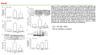 Result
Figure 5. HIF-1a transactivation is involved in ET-1-induced VEGF expression and
angiogenesis. (a and b) JJ012 cells were pre-treated with the HIF-1ainhibitor (10 mM)
for 30 min, followed by stimulation with ET-1 (100 nM) for 24 h, and VEGF expression
was examined by qPCR and ELISA. (c and d) JJ012 cells were pre-treated with the HIF-
1ainhibitor (10 mM) for 30 min, followed by stimulation with ET-1 (100 nM) for 24 h.
The medium was collected as CM and then applied to EPCs for 24 h. The cell migration
and capillary-like structure formation in EPCs was examined by Transwell and tube
formation assay. (e) JJ012 cells were incubated with ET-1 (100 ng/ml) for the indicated
times and HIF-1aaccumulation in the nucleus was determined by western blotting. (f )
JJ012 cells were incubated with ET-1 (30–300 ng/ml) for 24 h, and HIF-1a mRNA
expression was examined by qPCR. Results are expressed as mean±s.e. *Po0.05
compared with control; #Po0.05 compared with ET-1-treated group.
ET1 – HIF-1α -VEGF
HIF-1α inhibitor is utilized
 