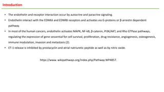 • The endothelin and receptor interaction occur by autocrine and paracrine signaling.
• Endothelin interact with the EDNRA and EDNRB receptors and activates via G-proteins or β-arrestin dependent
pathway.
• In most of the human cancers, endothelin activates MAPK, NF-kB, β-catenin, PI3K/AKT, and Rho GTPase pathways,
regulating the expression of gene sessential for cell survival, proliferation, drug resistance, angiogenesis, osteogenesis,
immune modulation, invasion and metastasis (2).
• ET-1 release is inhibited by prostacyclin and atrial natriuretic peptide as well as by nitric oxide.
https://www. wikipathways.org/index.php/Pathway:WP4857.
Introduction
 