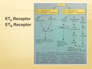 ETA Receptor
ETB Receptor
 
