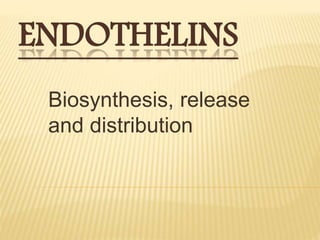 ENDOTHELINS
Biosynthesis, release
and distribution
 