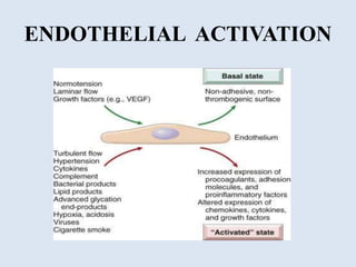 Endothelium in health and diseases | PPTX
