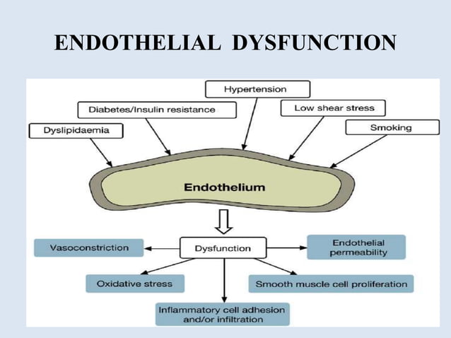 Endothelium in health and diseases | PPTX | Biological Sciences | Science
