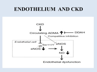 Endothelium in health and diseases | PPTX