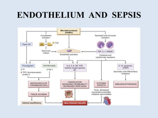 Endothelium in health and diseases | PPTX