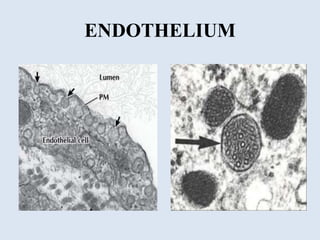 Endothelium in health and diseases | PPTX